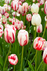 Similar image 453064