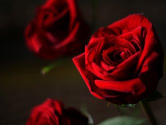 Similar image 453584