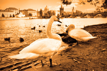 Similar image 453940