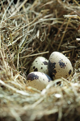 Similar image 453943