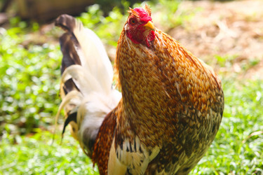 Similar image 454071