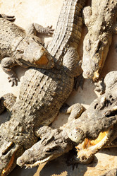 Similar image 454426