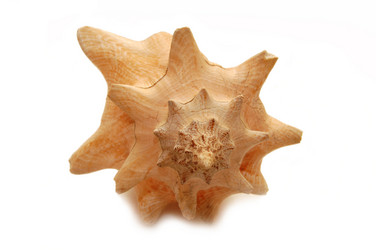 Similar image 454603