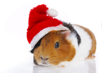 Similar image 455021