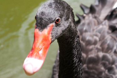 Similar image 455065