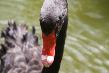 Similar image 455066