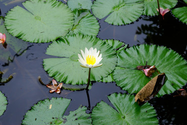 Similar image 455109