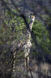 Similar image 455156