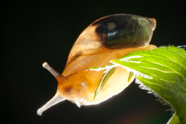 Similar image 455531