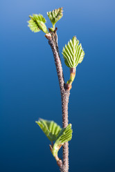 Similar image 455629