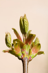 Similar image 455631