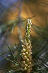 Similar image 456018