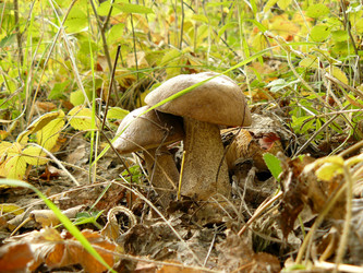 Similar image 456374