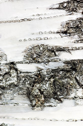 Similar image 457296