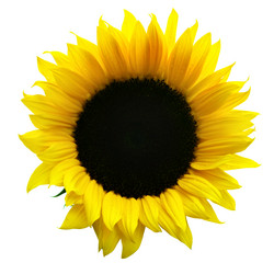 Similar image 457573