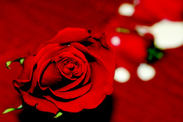 Similar image 458210