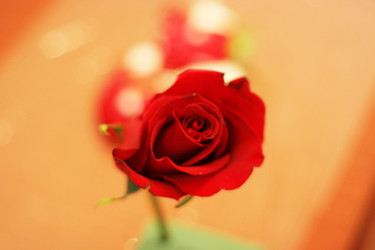 Similar image 458214