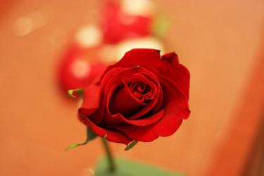 Similar image 458216