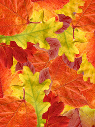 Similar image 458467