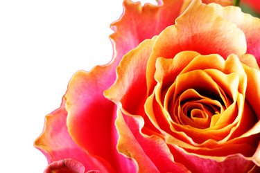 Similar image 458599