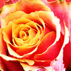 Similar image 458602