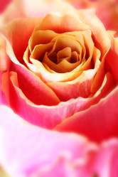 Similar image 458605