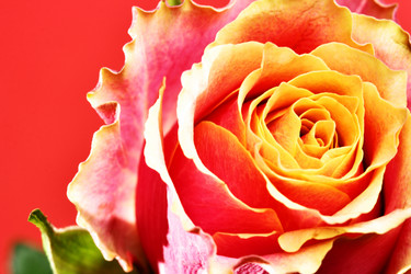 Similar image 458607