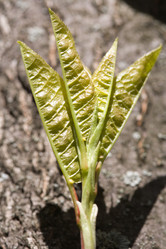 Similar image 459238