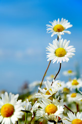 Similar image 459258