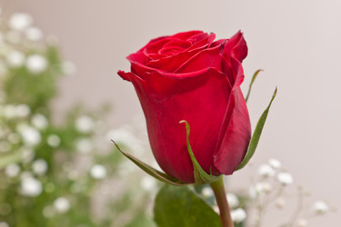 Similar image 459620