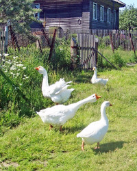 Similar image 459677