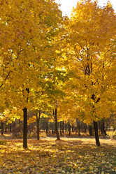 Similar image 459690