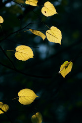 Similar image 459693