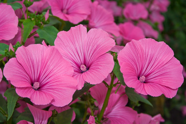 Similar image 459866