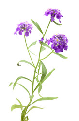 Similar image 460119