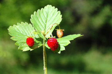 Similar image 460187