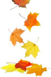 Similar image 460239