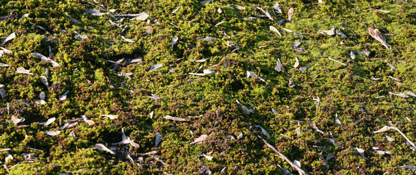 Similar image 460583