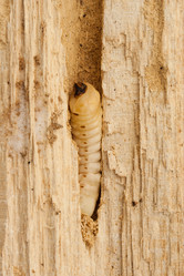 Similar image 460692