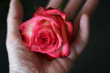 Similar image 460845