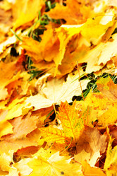 Similar image 460883