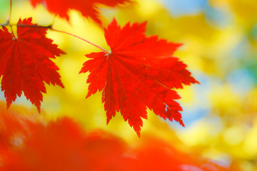 Similar image 461545