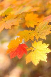 Similar image 461754