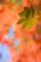 Similar image 461772