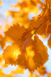 Similar image 461803