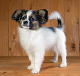 Similar image 462217