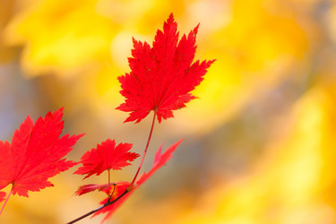 Similar image 462477