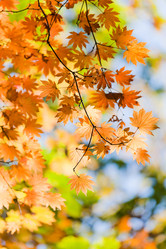 Similar image 462483