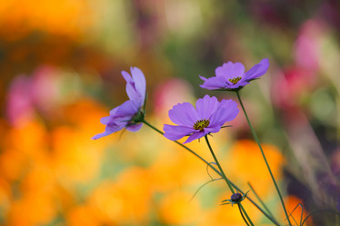 Similar image 462515