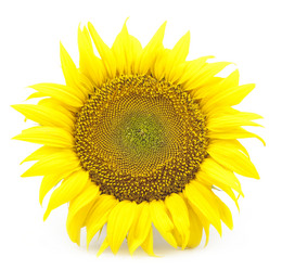 Similar image 463281